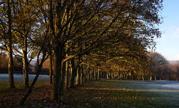 Line of winter trees.jpg